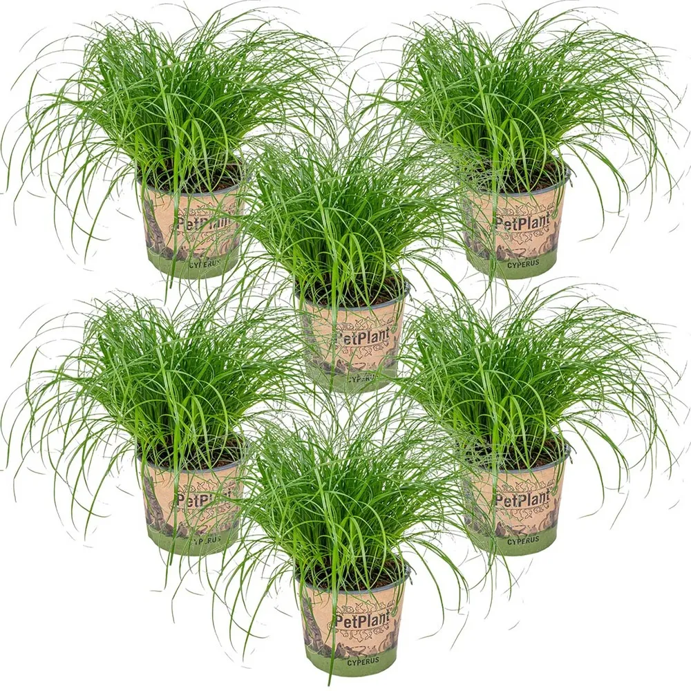 6x cyperus 'zumula' - herbe à chat - plante d'intérieur - animaux acceptés – ⌀12 cm - ↕20-25 cm