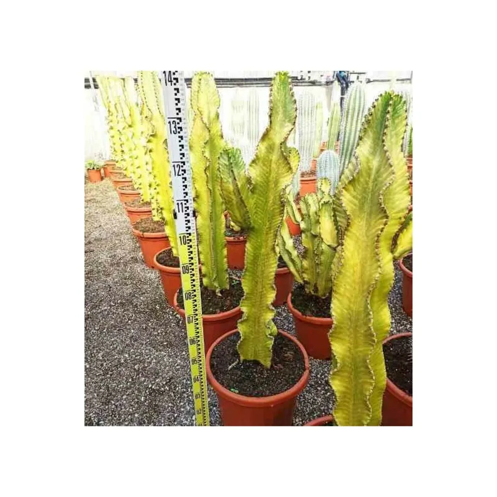 Euphorbia ingens 'marmorata' pot de 35l 100/120cm
