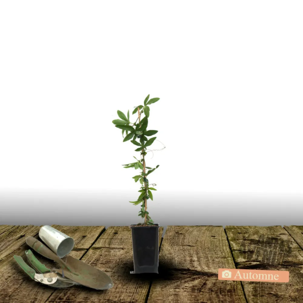 Passiflore riverside® damsel's delight®/[-]pot de 1,5l - tuteur bambou 30/60 cm